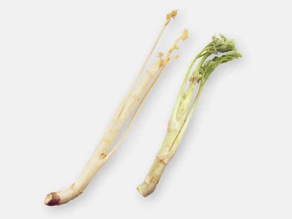 旬のきほん 野菜