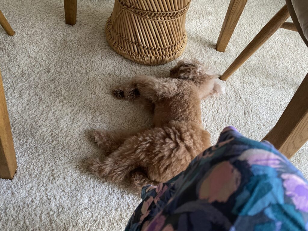 お昼寝をする愛犬もこ