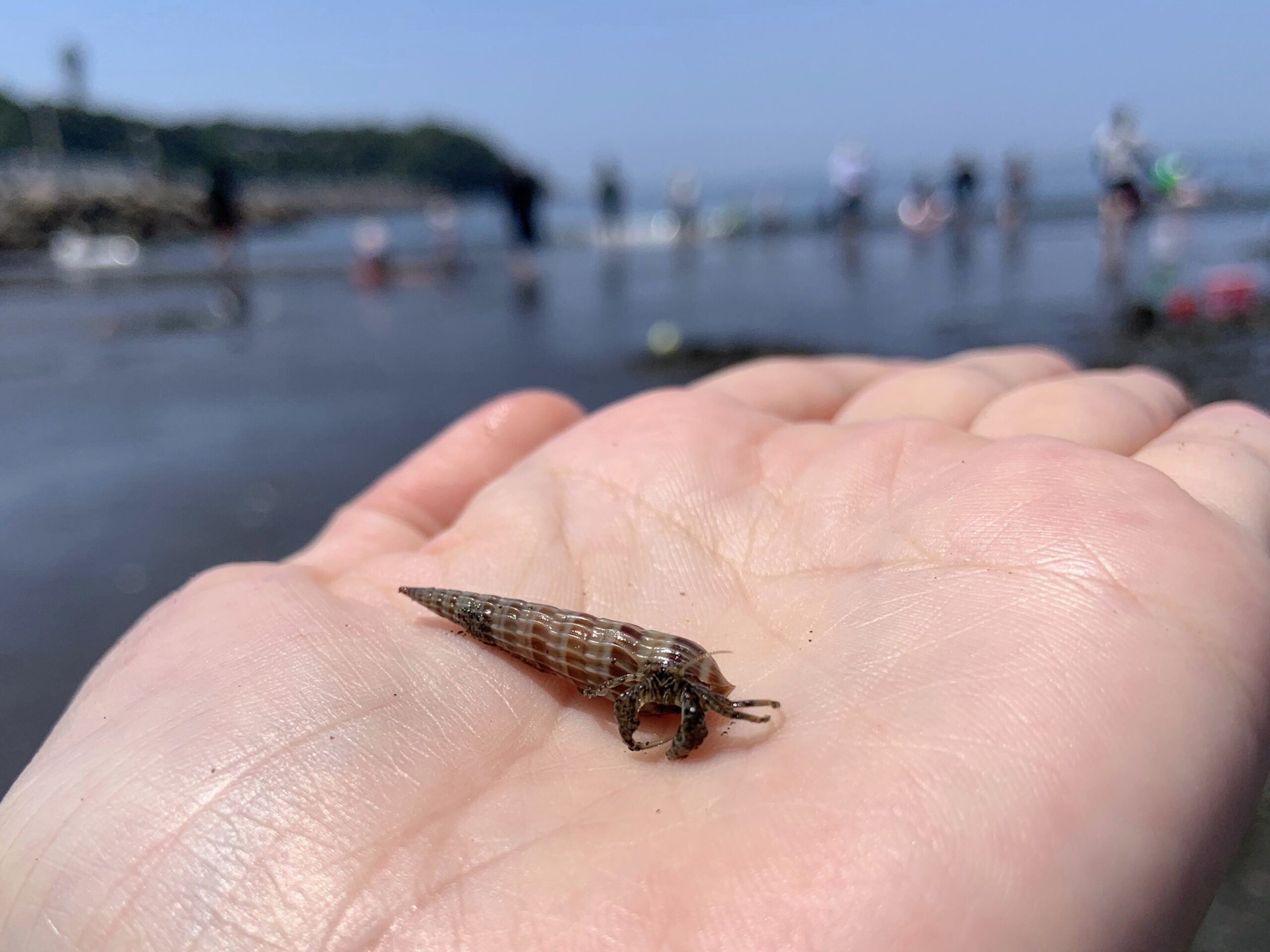 湘南・江ノ島前のビーチにいたヤドカリ