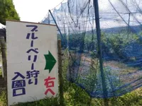 我が家の夏の恒例のおでかけブルーベリー狩りに行ってきました♪