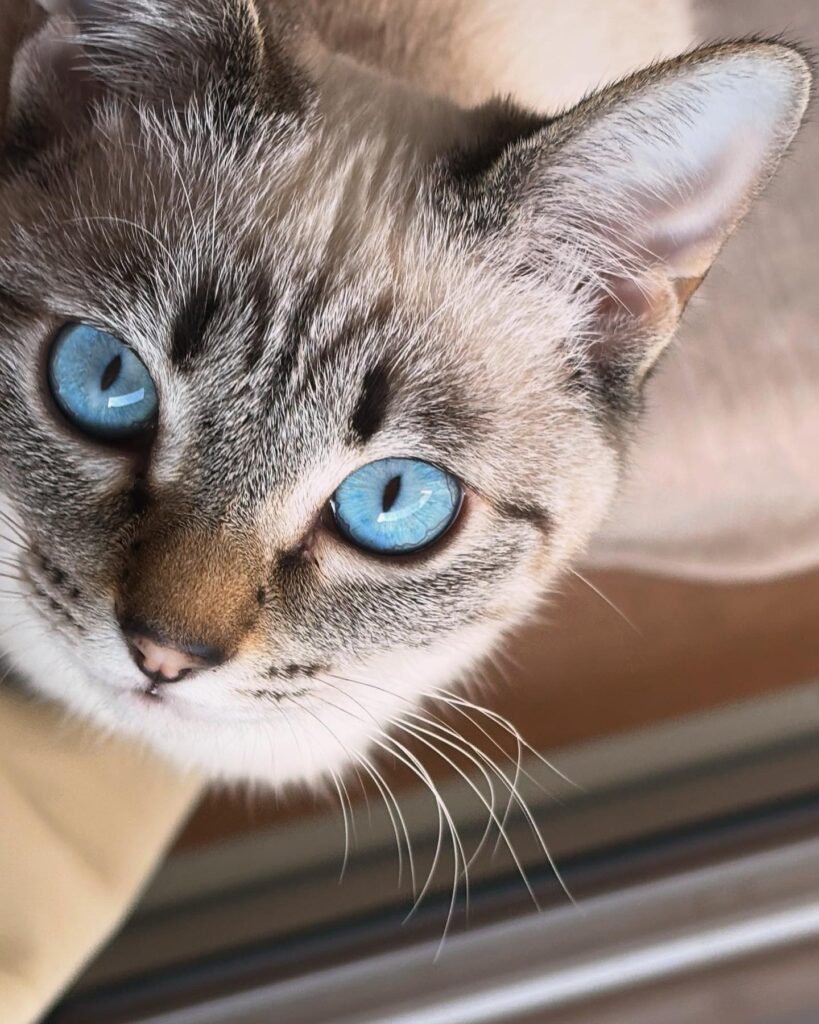 猫、にゃんこ、ニャンコ