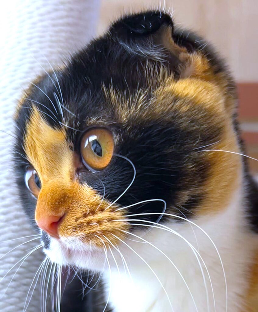 猫、ニャンコ