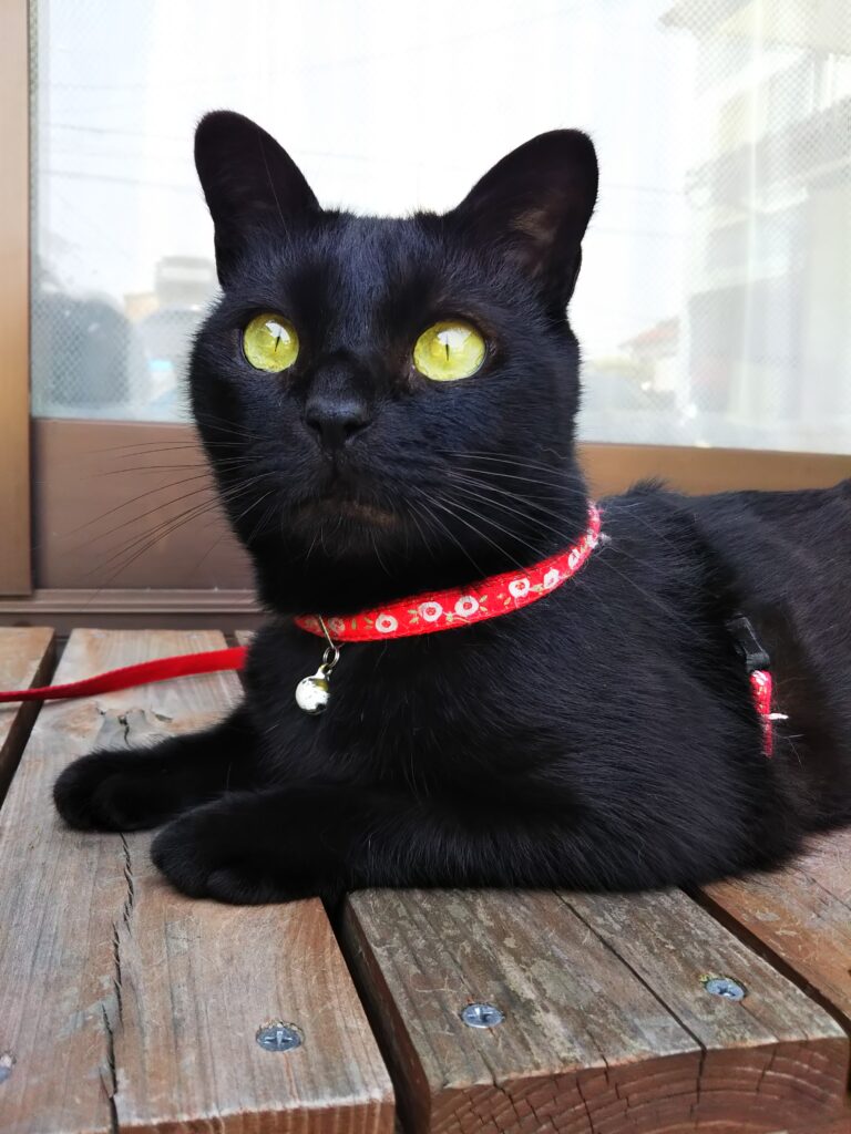 黒猫、猫、ヤマト