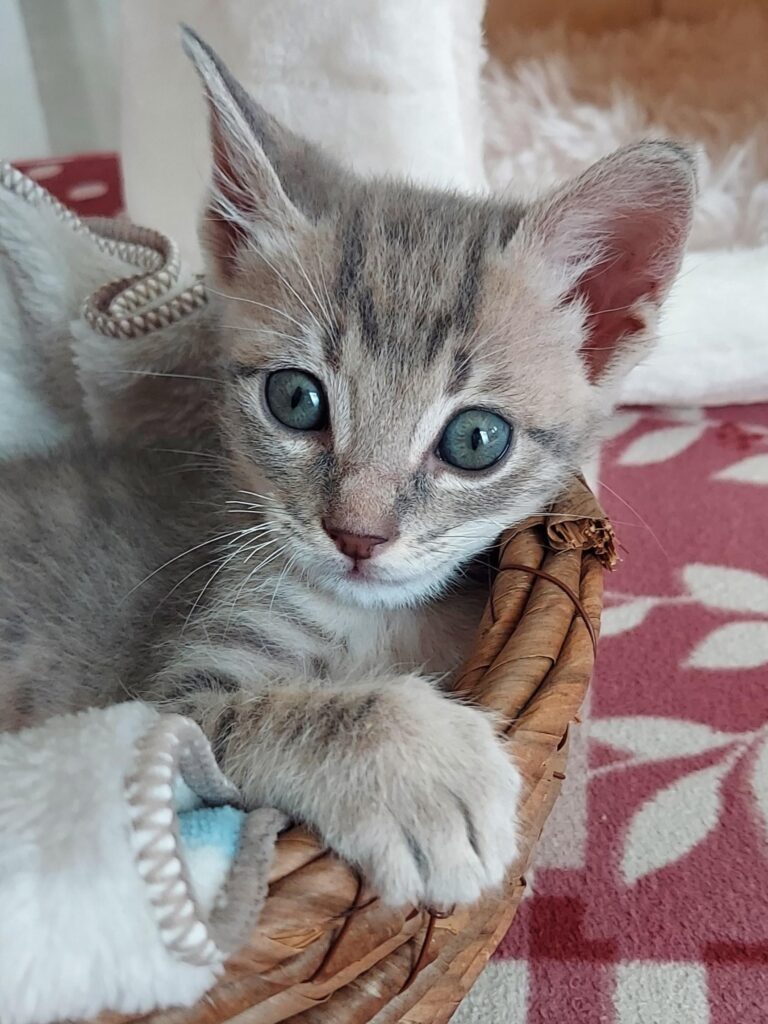 子猫、猫、こにゃんこ