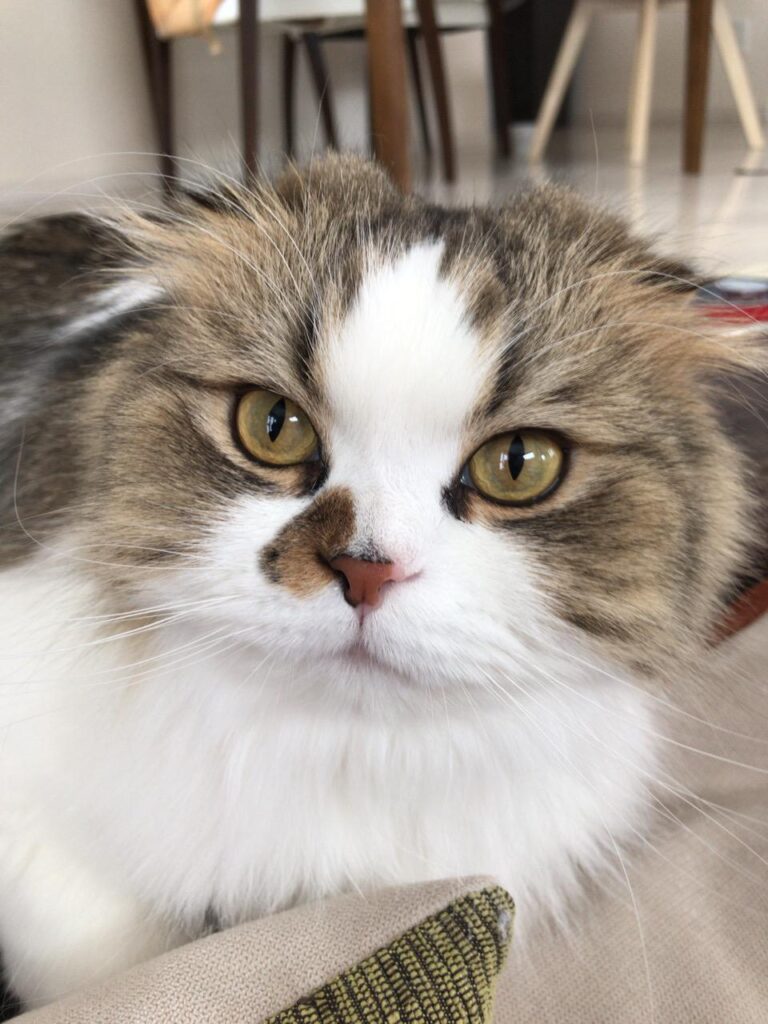 猫、ニャンコ