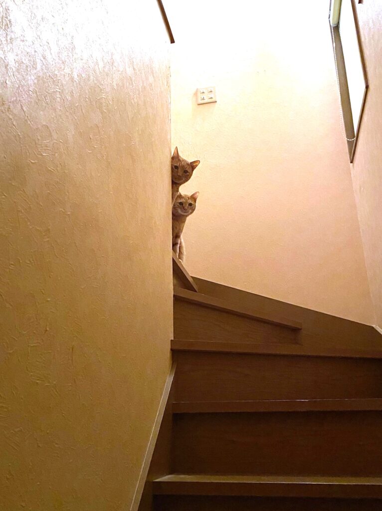 猫,ニャンコ,うちのニャンコ,ねこすたぐらむ